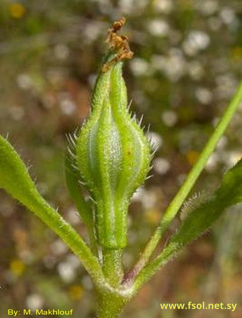 Silene papillosa Boiss.